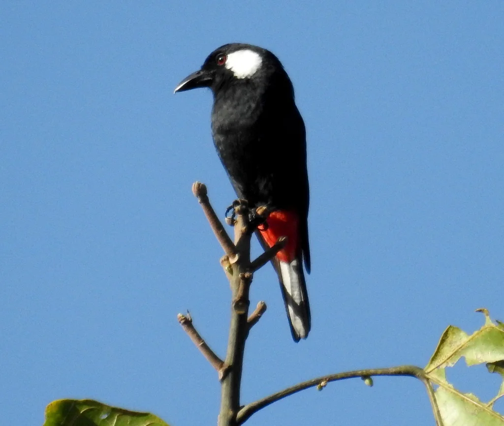 盾钟鹊(Peltops blainvillii)