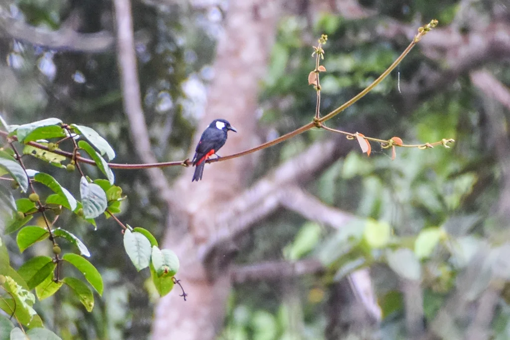 盾钟鹊(Peltops blainvillii)