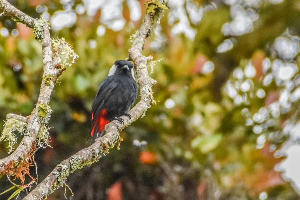 山盾钟鹊(Peltops montanus)