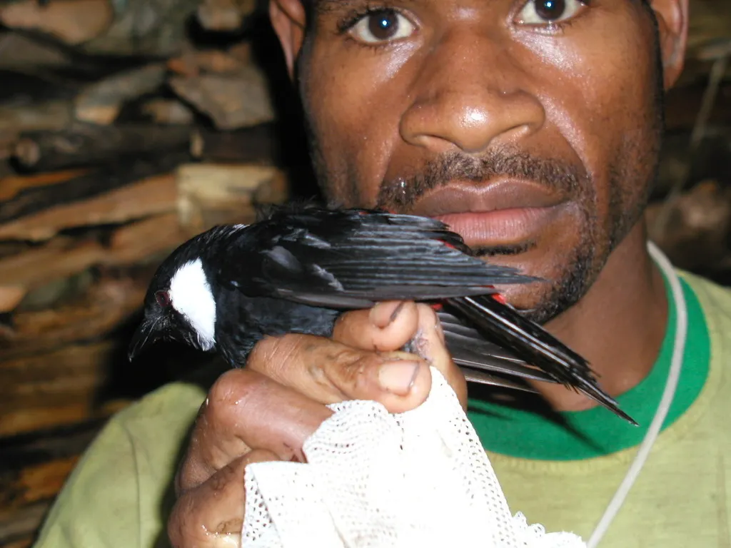 山盾钟鹊(Peltops montanus)