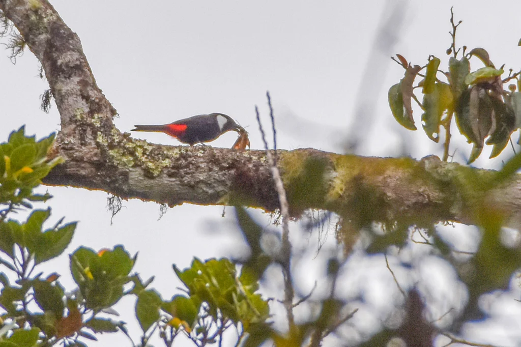 山盾钟鹊(Peltops montanus)