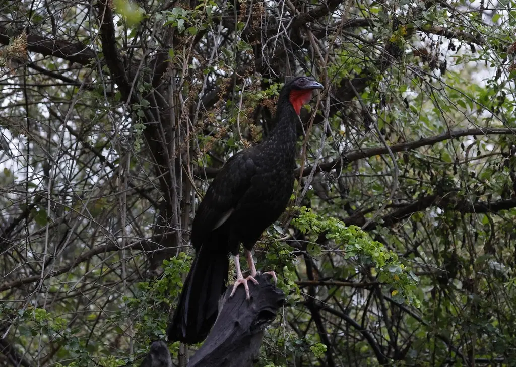 白翅冠雉（Penelope albipennis）