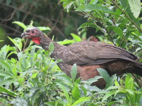 红脸冠雉