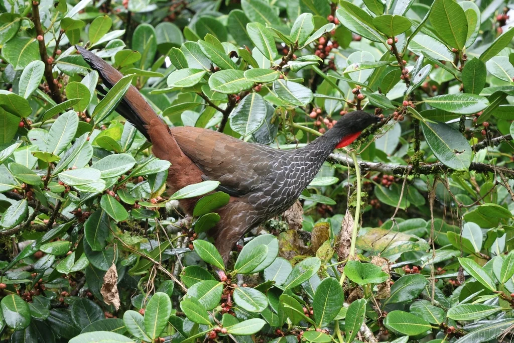 考卡冠雉(Penelope perspicax)