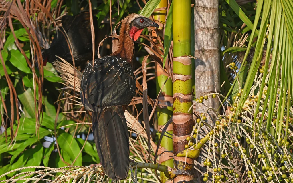白顶冠雉(Penelope pileata)