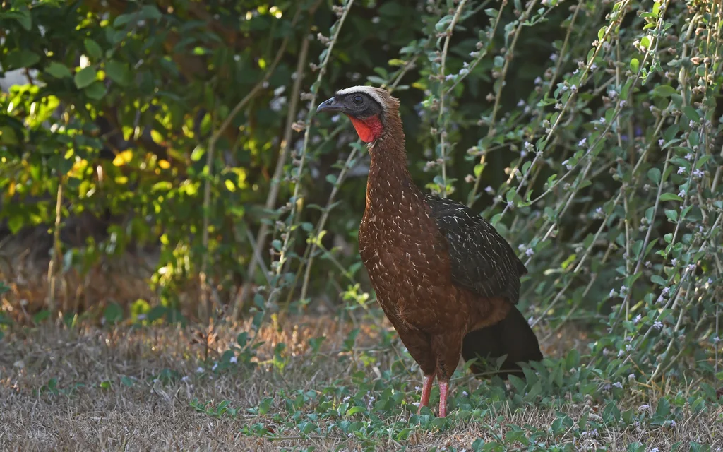 白顶冠雉(Penelope pileata)