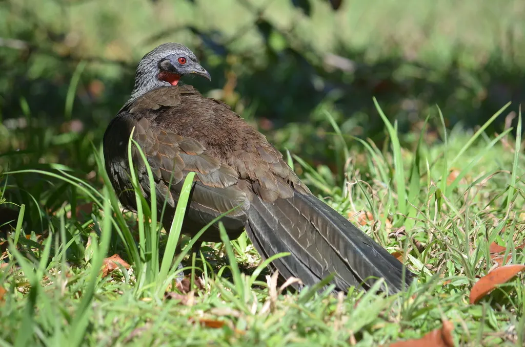 眉纹冠雉(Penelope superciliaris)