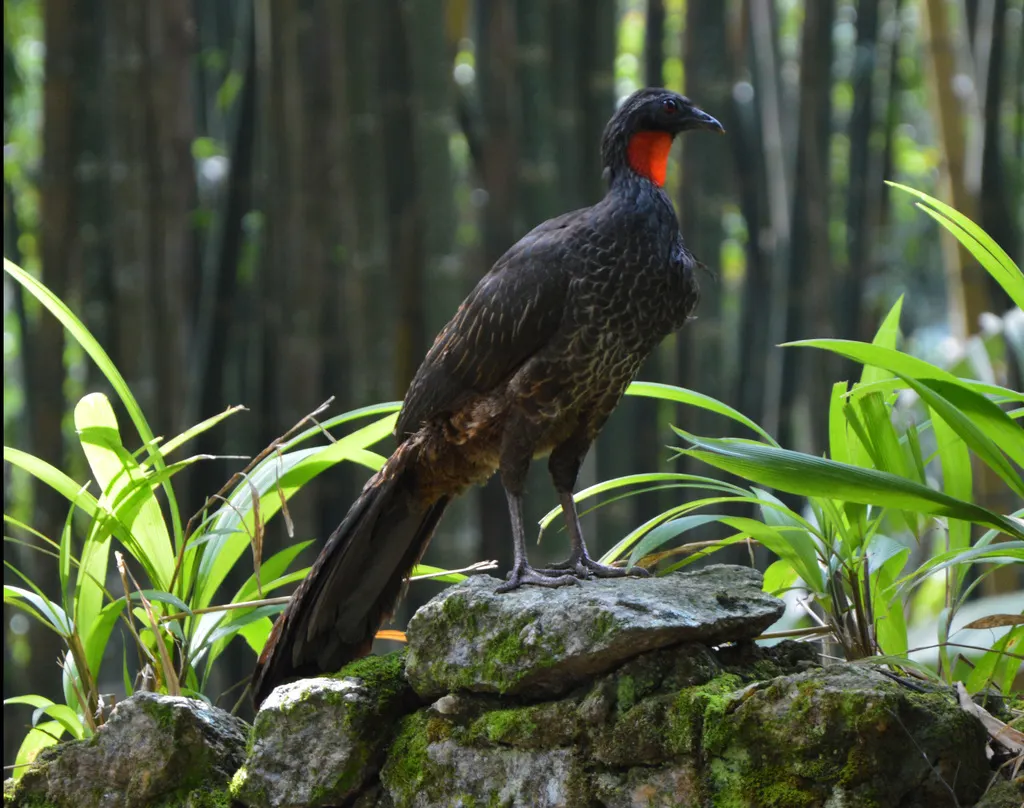 眉纹冠雉(Penelope superciliaris)