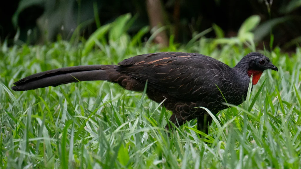 眉纹冠雉(Penelope superciliaris)