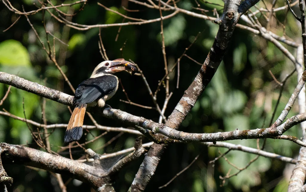 棉岛犀鸟(Penelopides affinis)