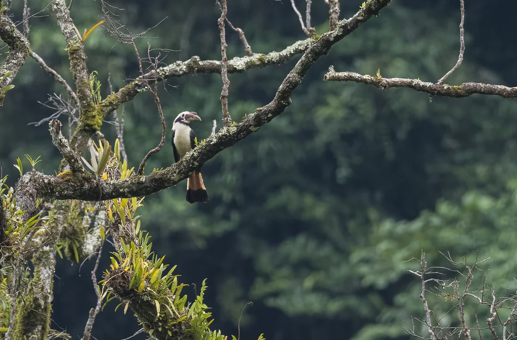 棉岛犀鸟(Penelopides affinis)