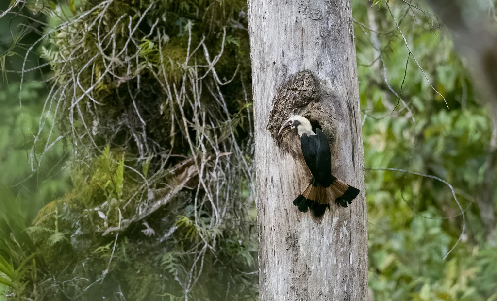 棉岛犀鸟(Penelopides affinis)