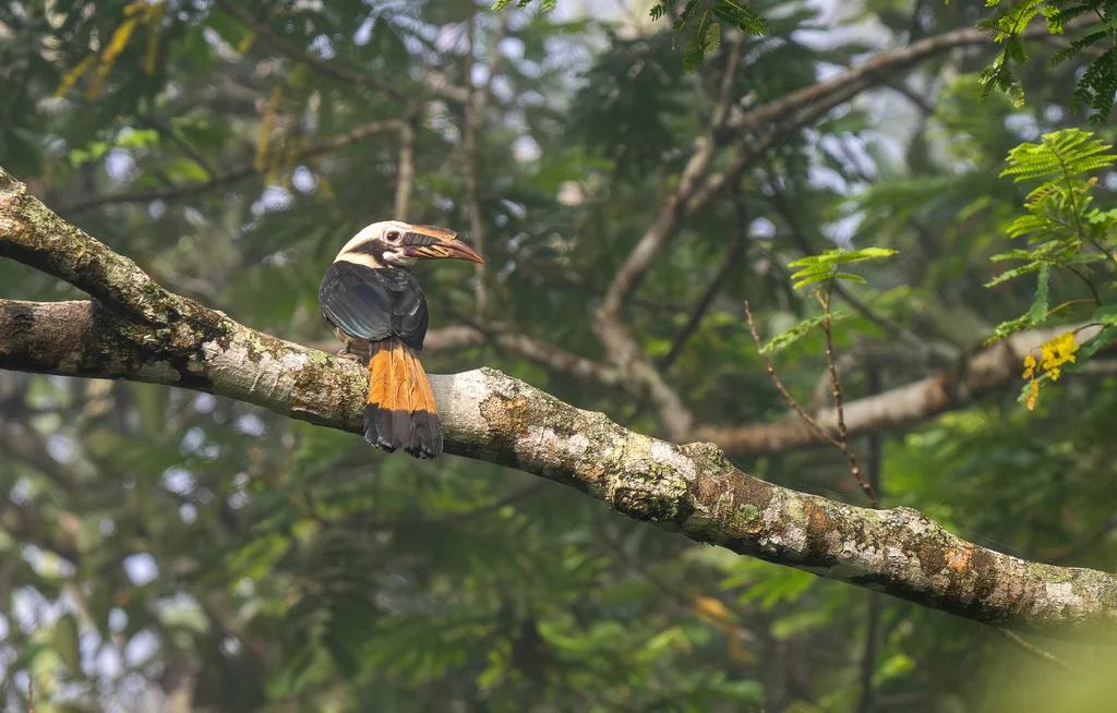 棉岛犀鸟(Penelopides affinis)