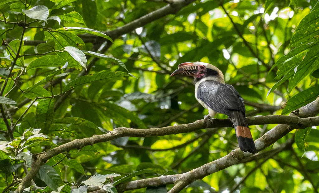 吕宋犀鸟(Penelopides manillae)