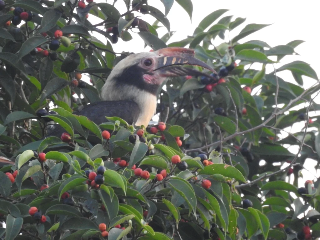 吕宋犀鸟(Penelopides manillae)