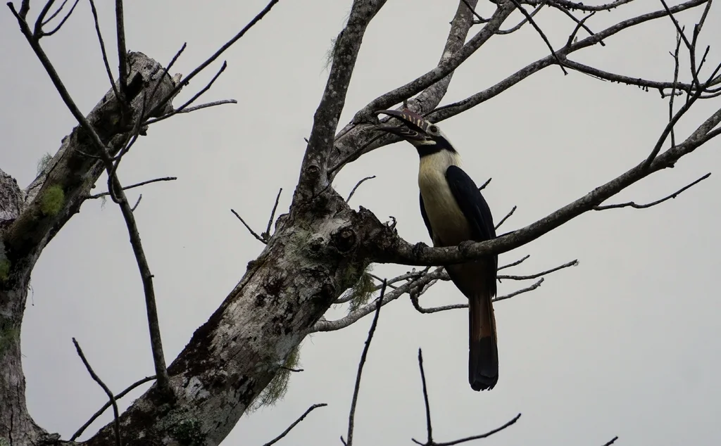 棕尾犀鸟(Penelopides panini)