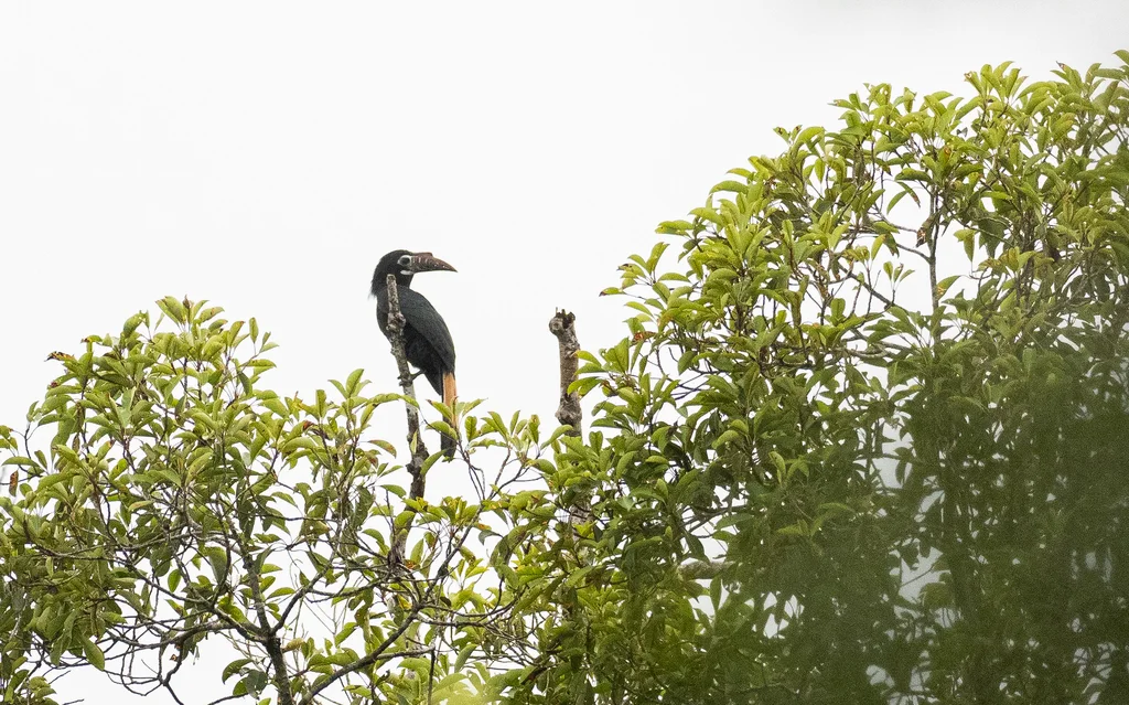 棕尾犀鸟(Penelopides panini)