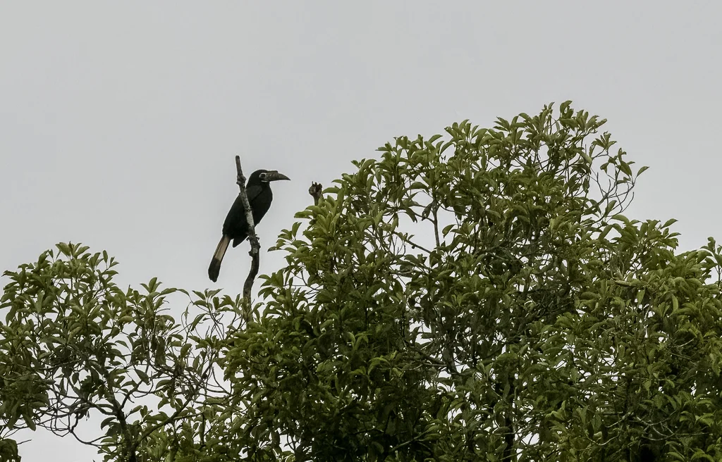 棕尾犀鸟(Penelopides panini)