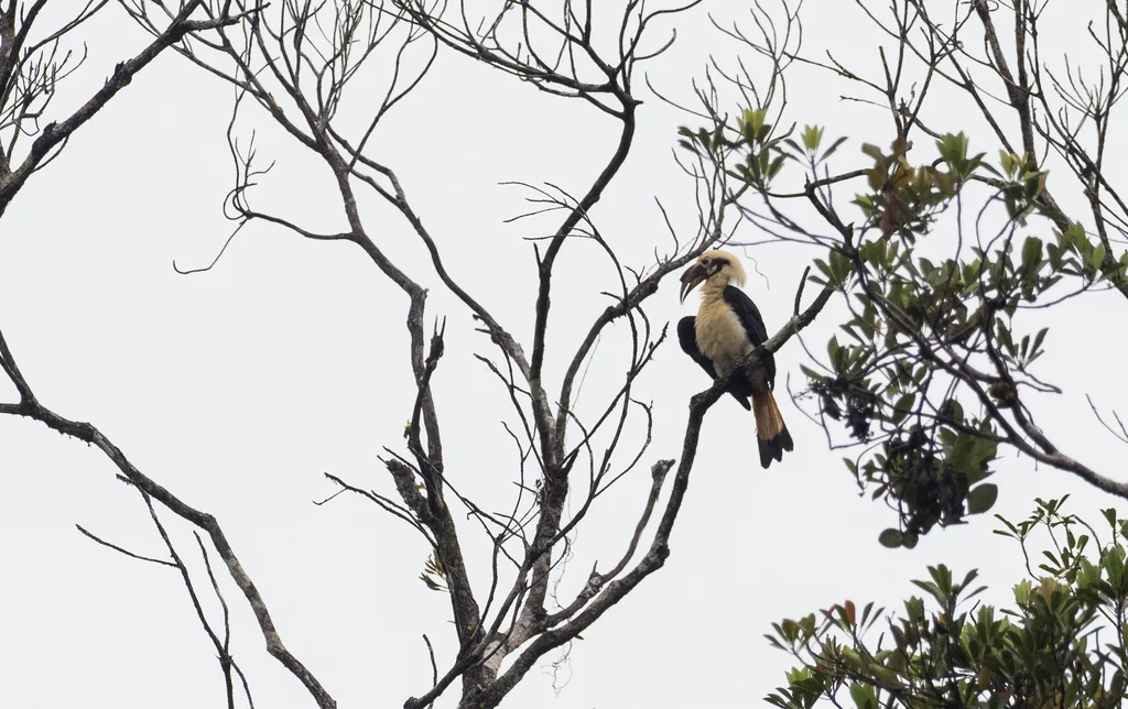 萨岛犀鸟(Penelopides samarensis)