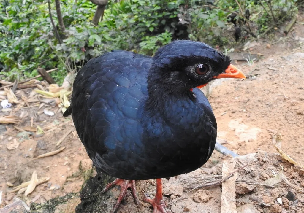 山冠雉（Penelopina nigra）