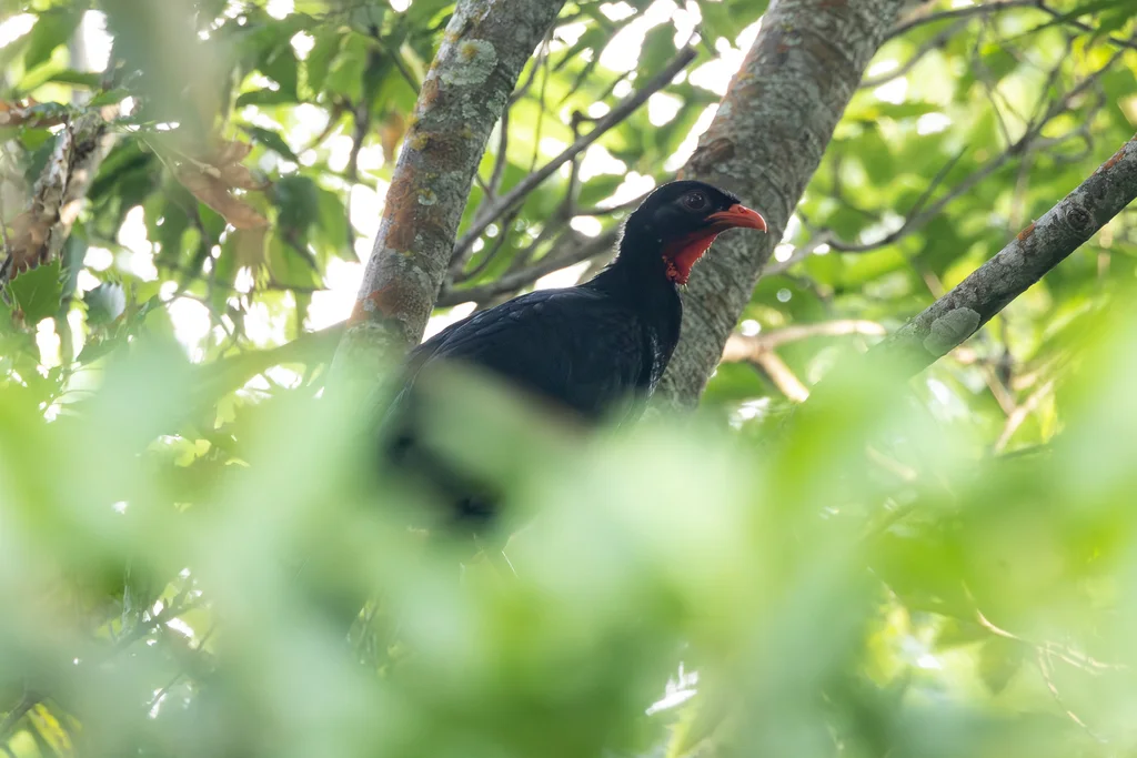 山冠雉（Penelopina nigra）