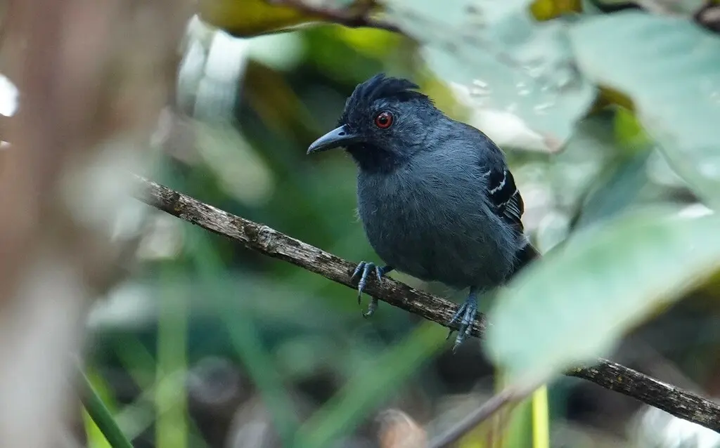 黑头蚁鸟(Percnostola rufifrons)