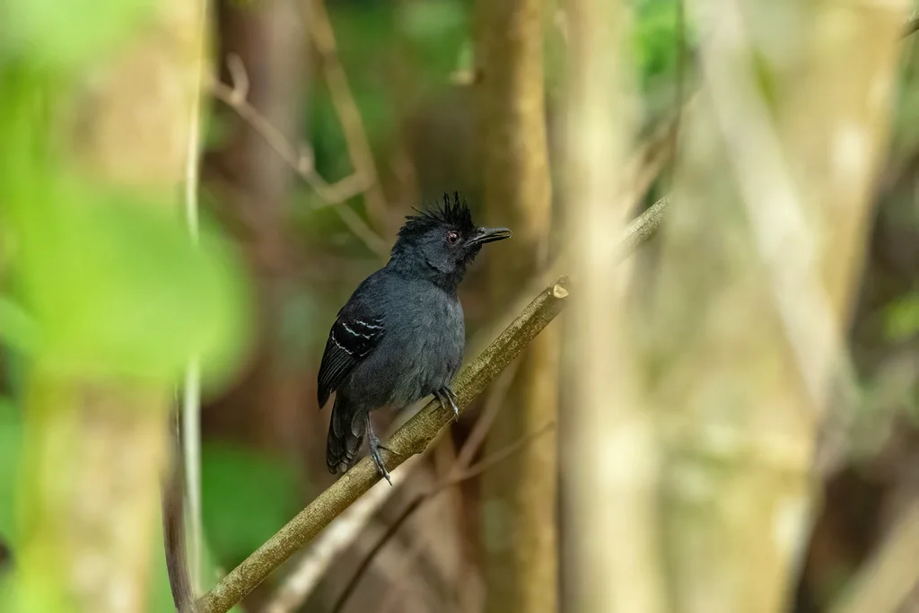 黑头蚁鸟(Percnostola rufifrons)