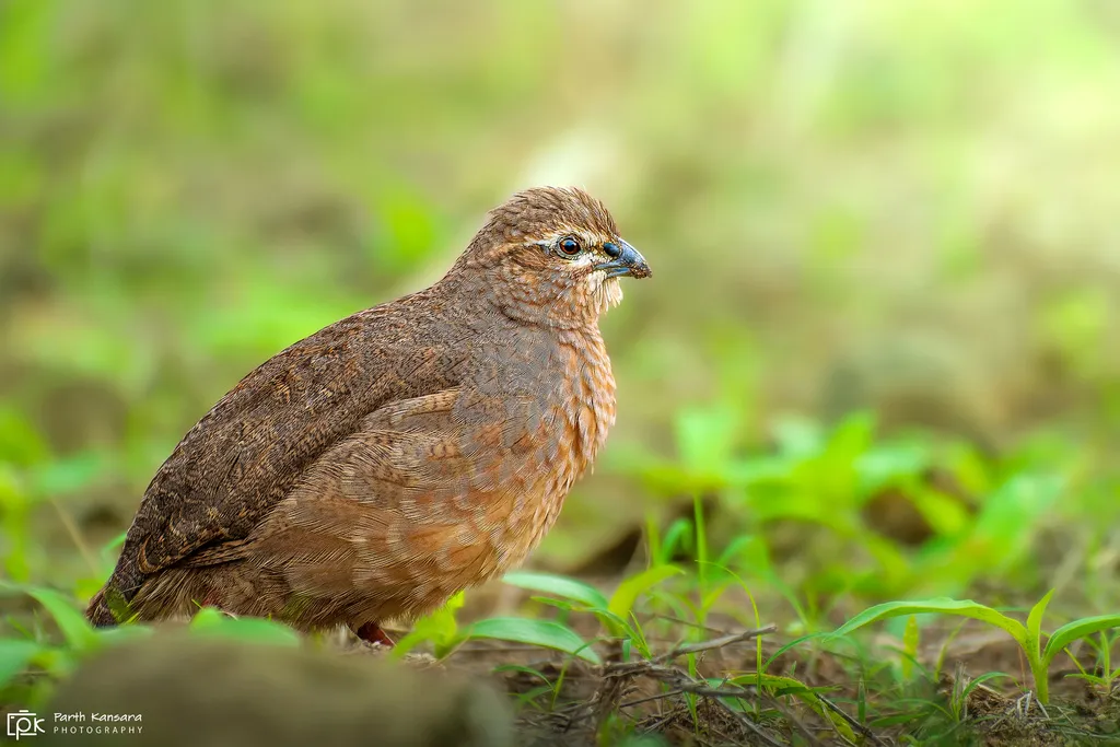 岩林鹑(Perdicula argoondah)