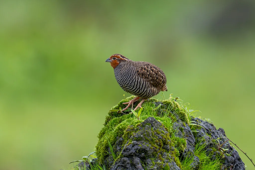 丛林鹑(Perdicula asiatica)
