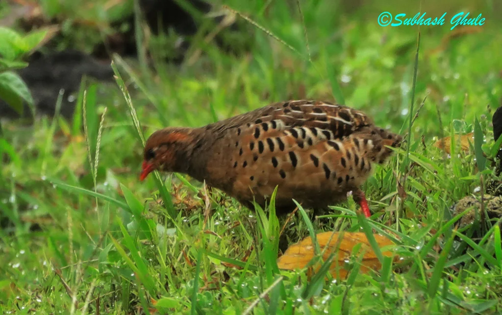 红嘴林鹑(Perdicula erythrorhyncha)