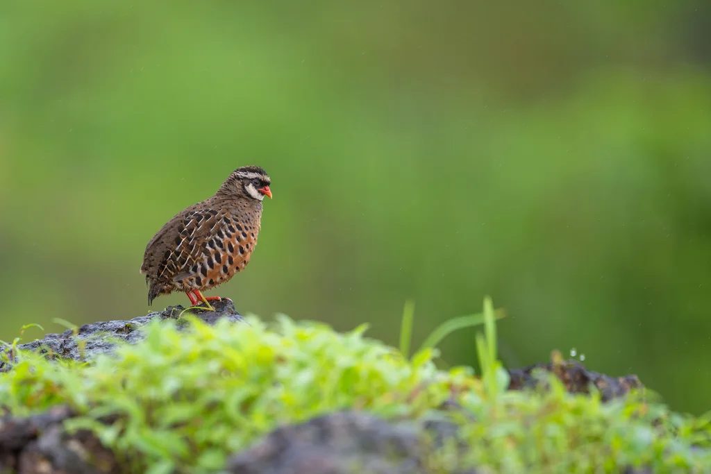 红嘴林鹑(Perdicula erythrorhyncha)