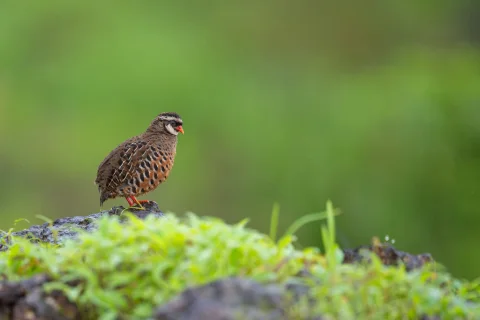 红嘴林鹑