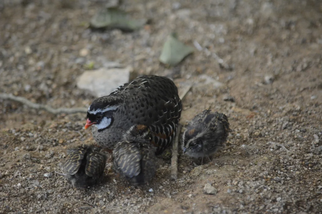红嘴林鹑(Perdicula erythrorhyncha)