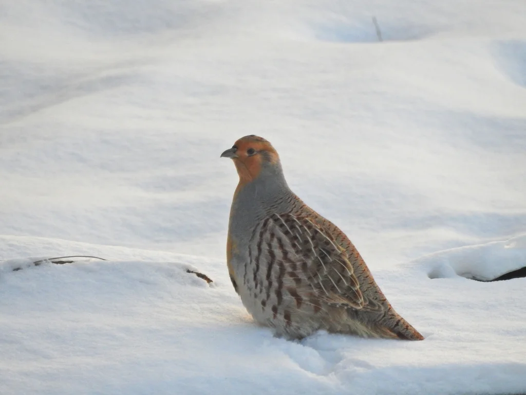 斑翅山鹑(Perdix dauurica)