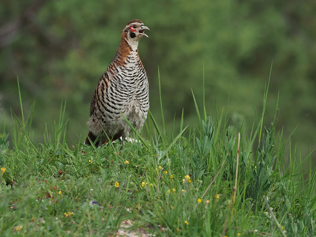 高原山鹑（Perdix hodgsoniae）