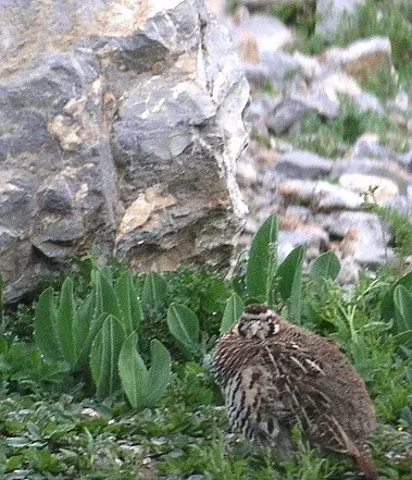 高原山鹑（Perdix hodgsoniae）