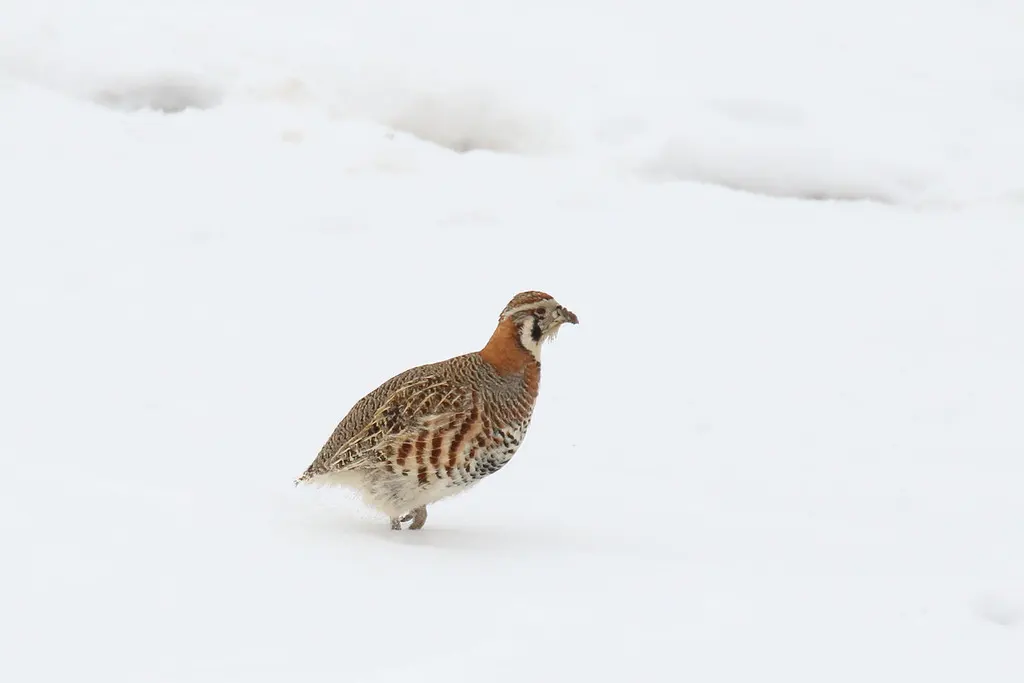 高原山鹑（Perdix hodgsoniae）