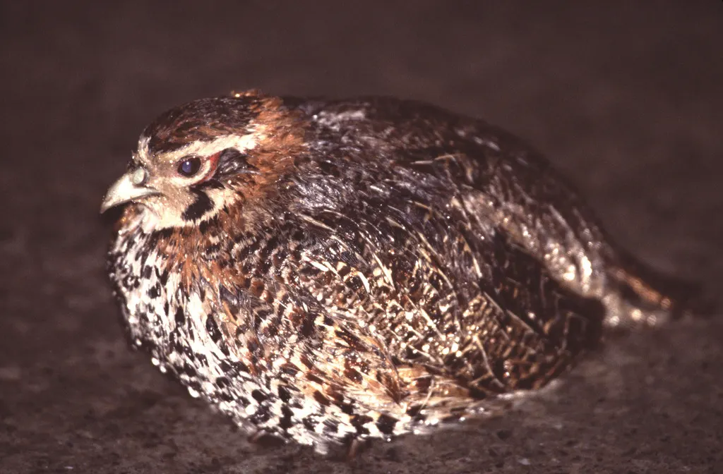 高原山鹑（Perdix hodgsoniae）