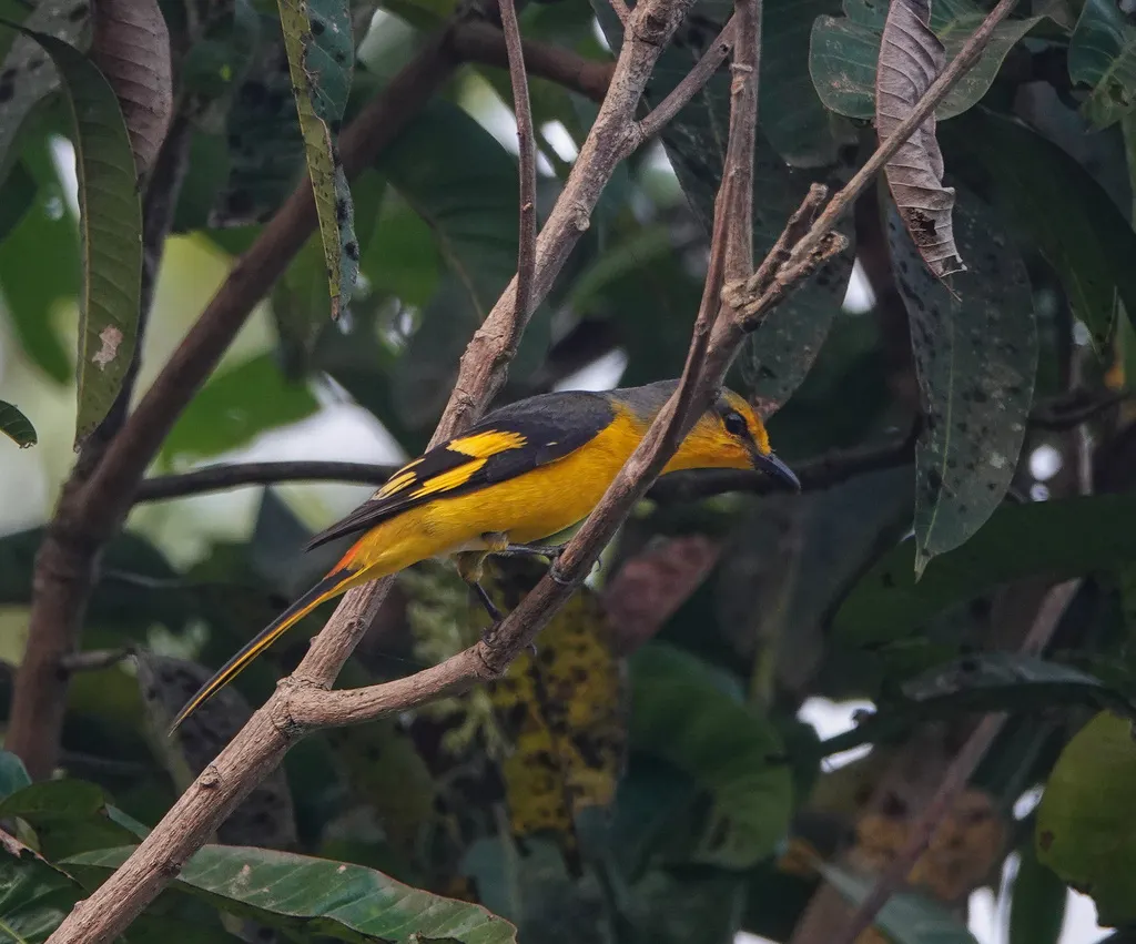 短嘴山椒鸟（Pericrocotus brevirostris）