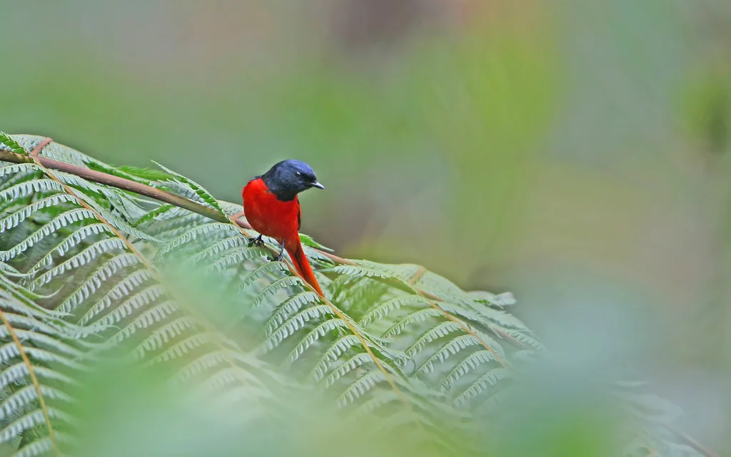 短嘴山椒鸟(Pericrocotus brevirostris)