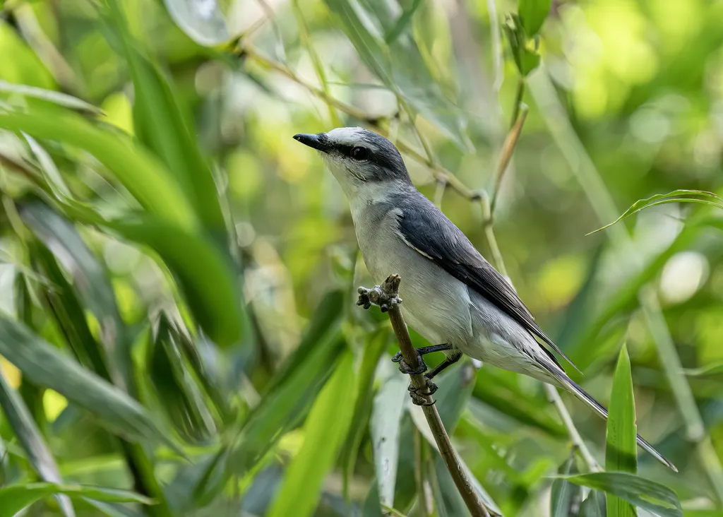 小灰山椒鸟(Pericrocotus cantonensis)