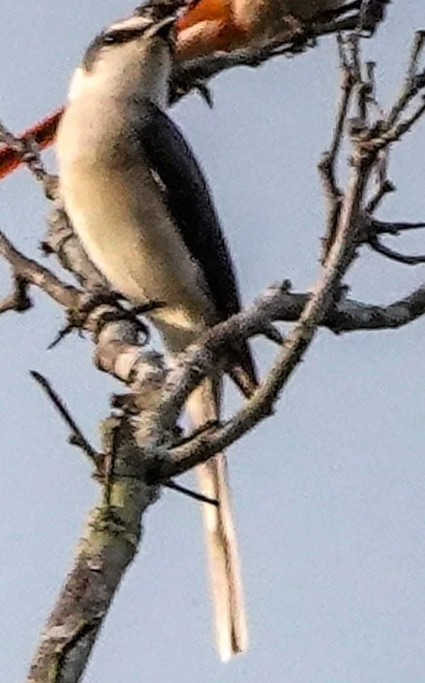 小灰山椒鸟(Pericrocotus cantonensis)