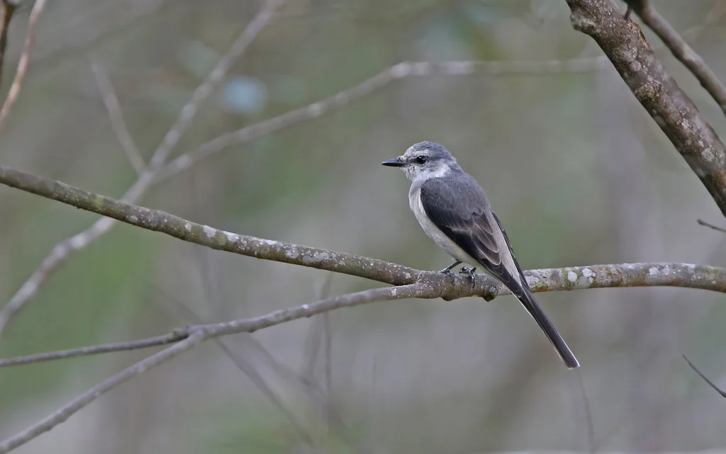 小灰山椒鸟(Pericrocotus cantonensis)