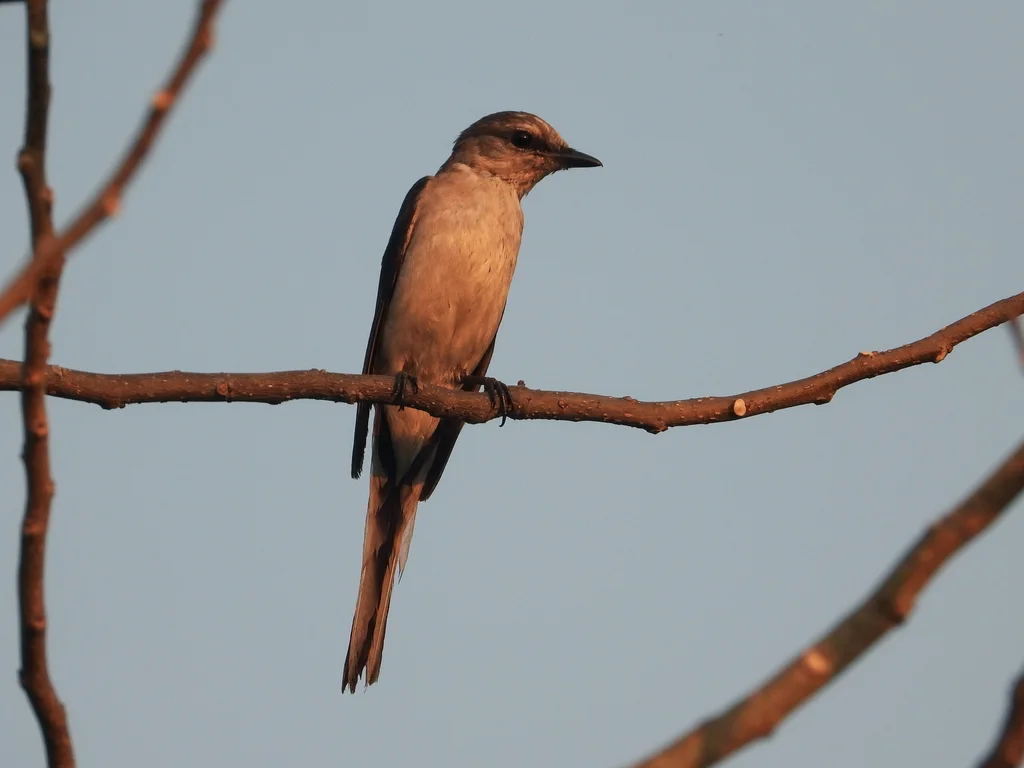 小灰山椒鸟(Pericrocotus cantonensis)