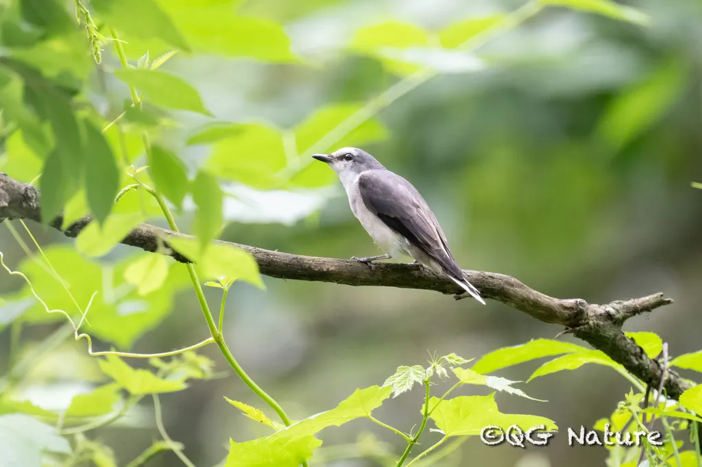 小灰山椒鸟(Pericrocotus cantonensis)