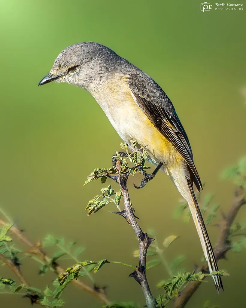 小山椒鸟(Pericrocotus cinnamomeus)