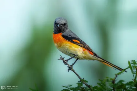 小山椒鸟