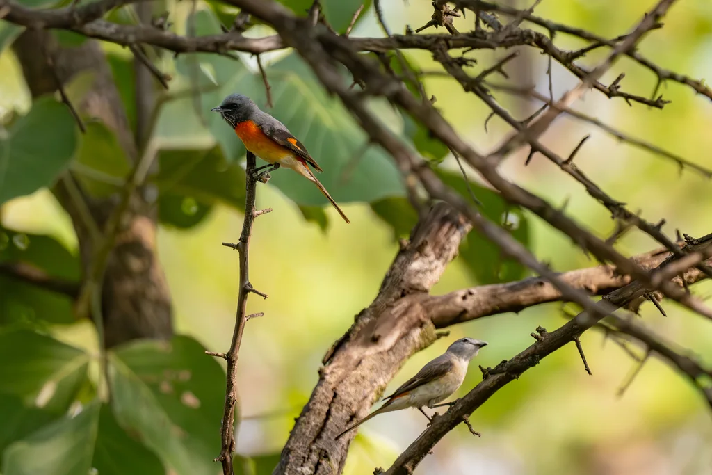小山椒鸟(Pericrocotus cinnamomeus)