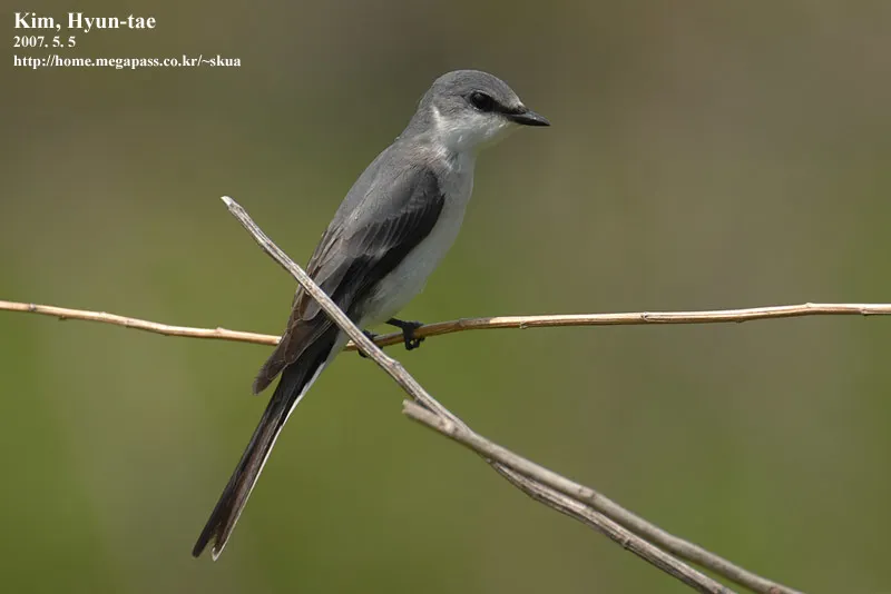 灰山椒鸟（Pericrocotus divaricatus）