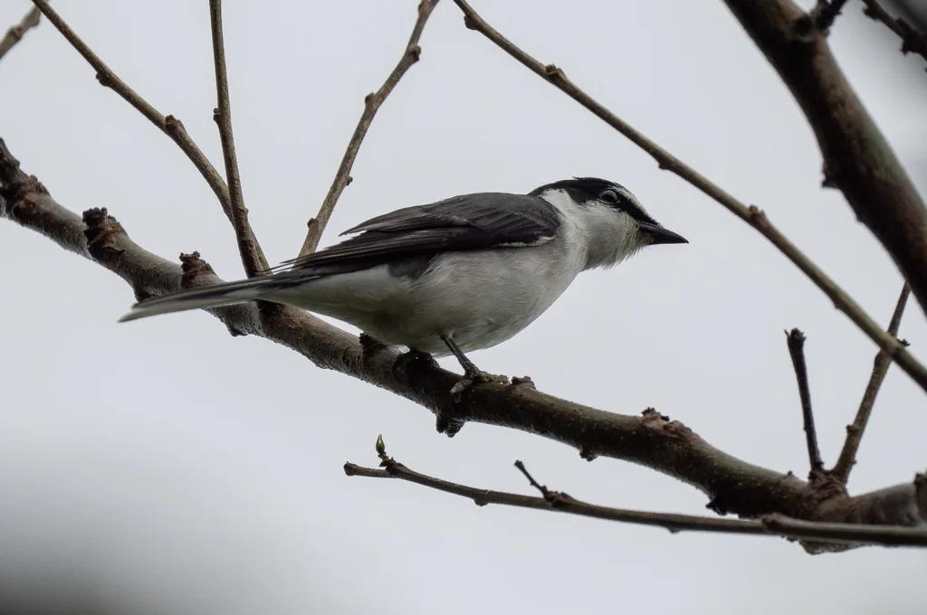 灰山椒鸟（Pericrocotus divaricatus）